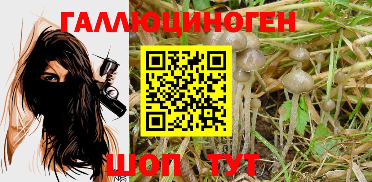 Галлюциногенные грибы прущие грибы  Долгопрудный  Псилоцибиновые грибы мицелий 